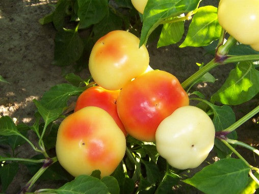 Alma (Paprika) - C.annuum