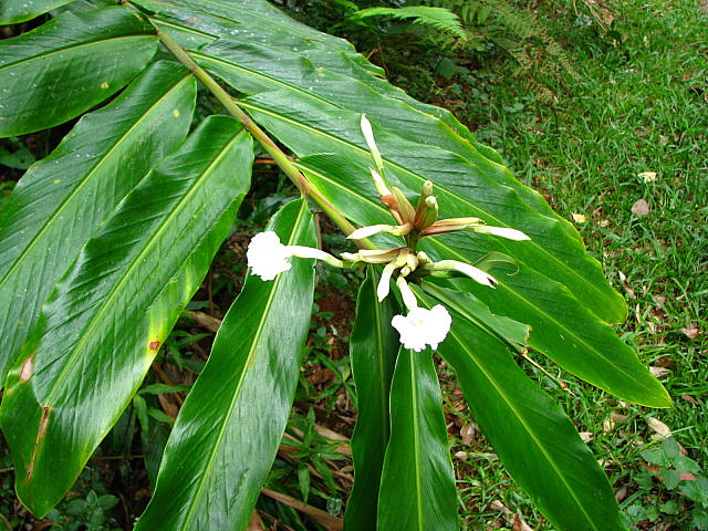 Plisseret Ingefær - Alpinia arctiflora