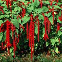 Amaranth - Love Lies bleeding