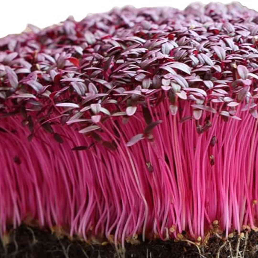 Mikro grønt - Rød Amaranth – Bjarne's frø og planter