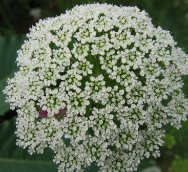 Kongekommen - ammi majus