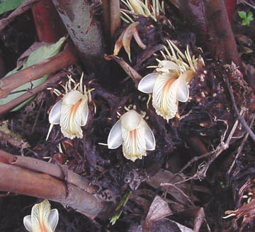 Sort Nepal Kardemomme - Amomum Subulatum