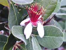 Ananas Guava - Feijoa sellowiana