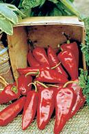 Ancho 101 - C. annuum