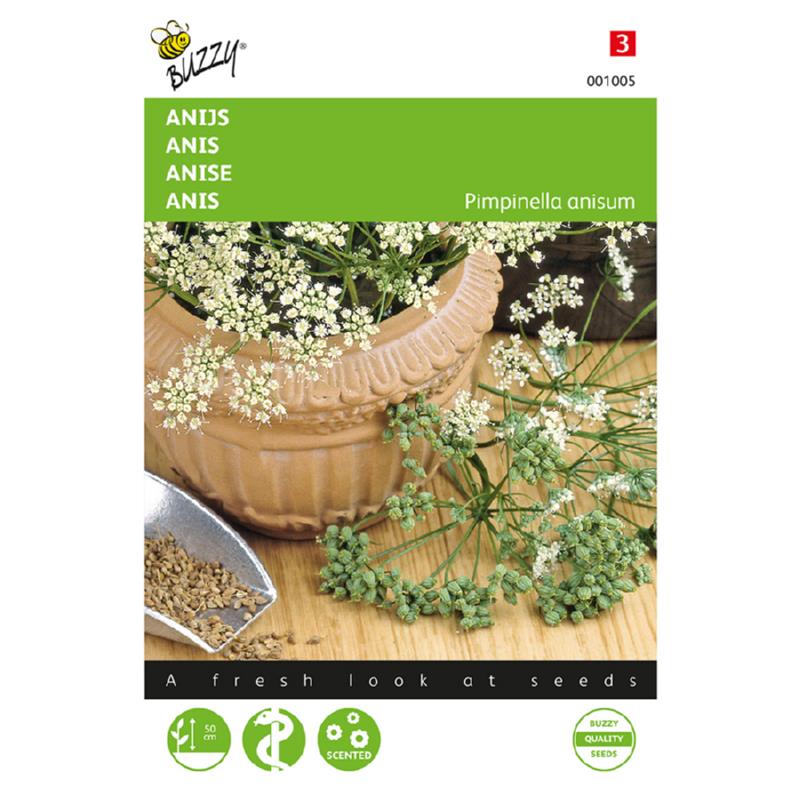 Anis - Pimpinella anisum