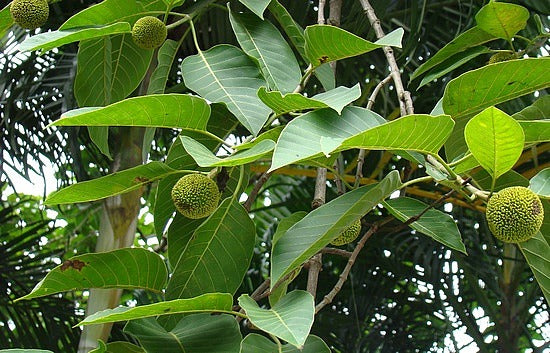 Kadamba Træ - Anthocephalum cadamba – Bjarne's frø og planter