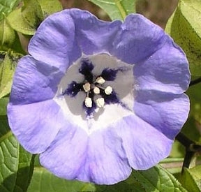 Kantbæger - Nicandra physalodes