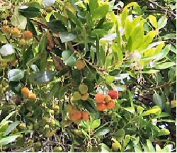 Jordbærtræ - Arbutus Unedo