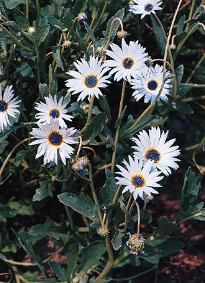 Bjørneøre - Arctotis Grandis