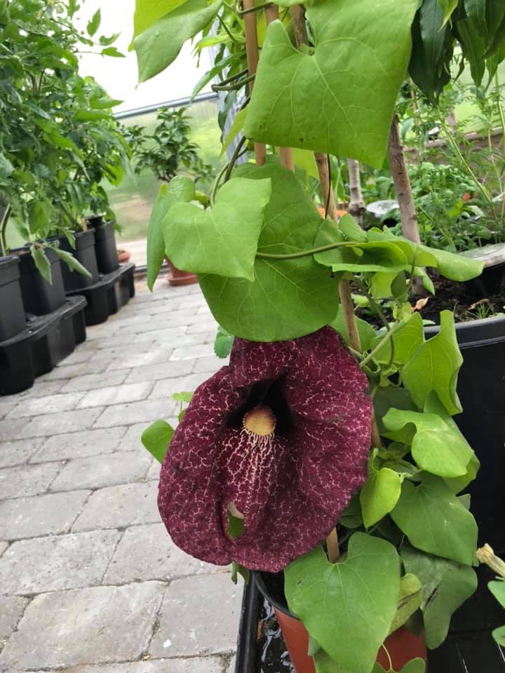 Kæmpe tobakspibe plante - Aristolochia gigantea