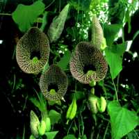 Piberanke (Aristolochia elegans)