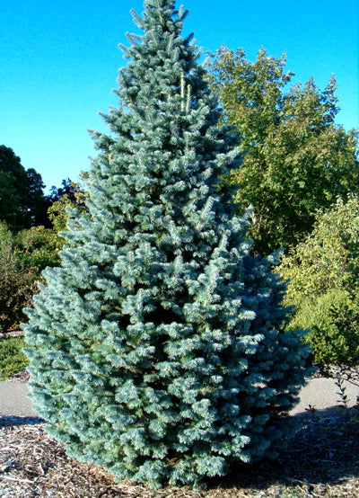 Blå Klippegran - Abies lasiocarpa arizonica - 20 frø