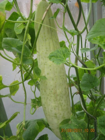 Armenian Yard Long - Agurk