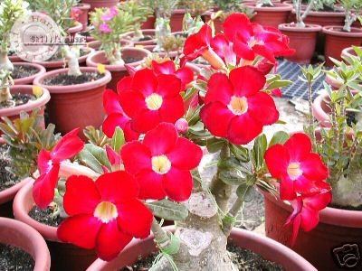 Ørkenrose - Adenium 'Arrogant'