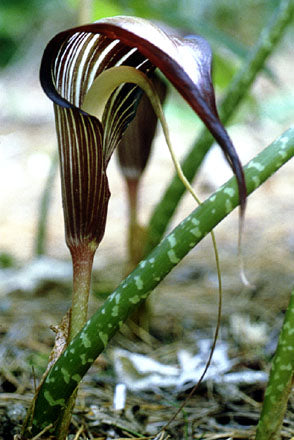 Arisaema speciosum - Snabelkalla