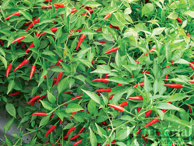 Ascent - C. annuum