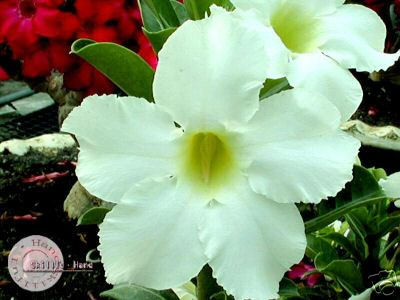 Ørkenrose - Adenium 'Asian Star'