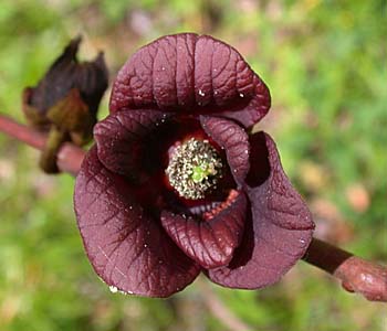 Pawpaw træ - Asimina triloba