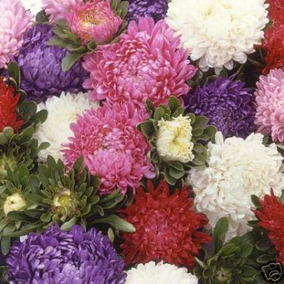 Asters - Callistephus Chinensis