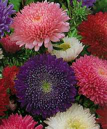 Asters - Powder puff mix