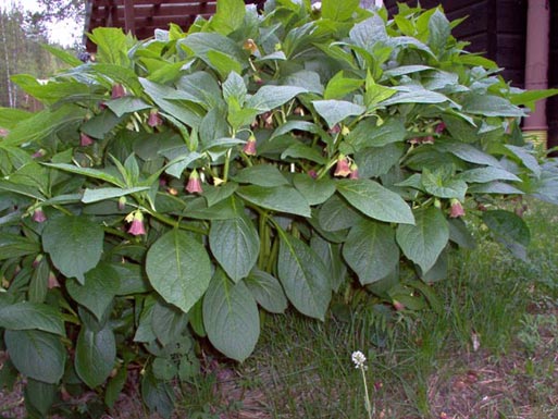 Galnebær - Atropa belladonna