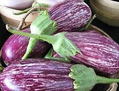 Aubergine - Pandora Striped Rose