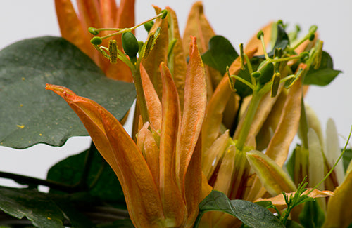 Passiflora aurantia - plante