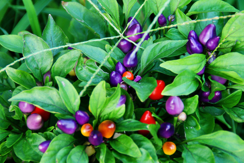 Aurora - Capsicum annuum
