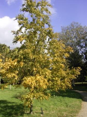 Sukker Birk - Betula lenta