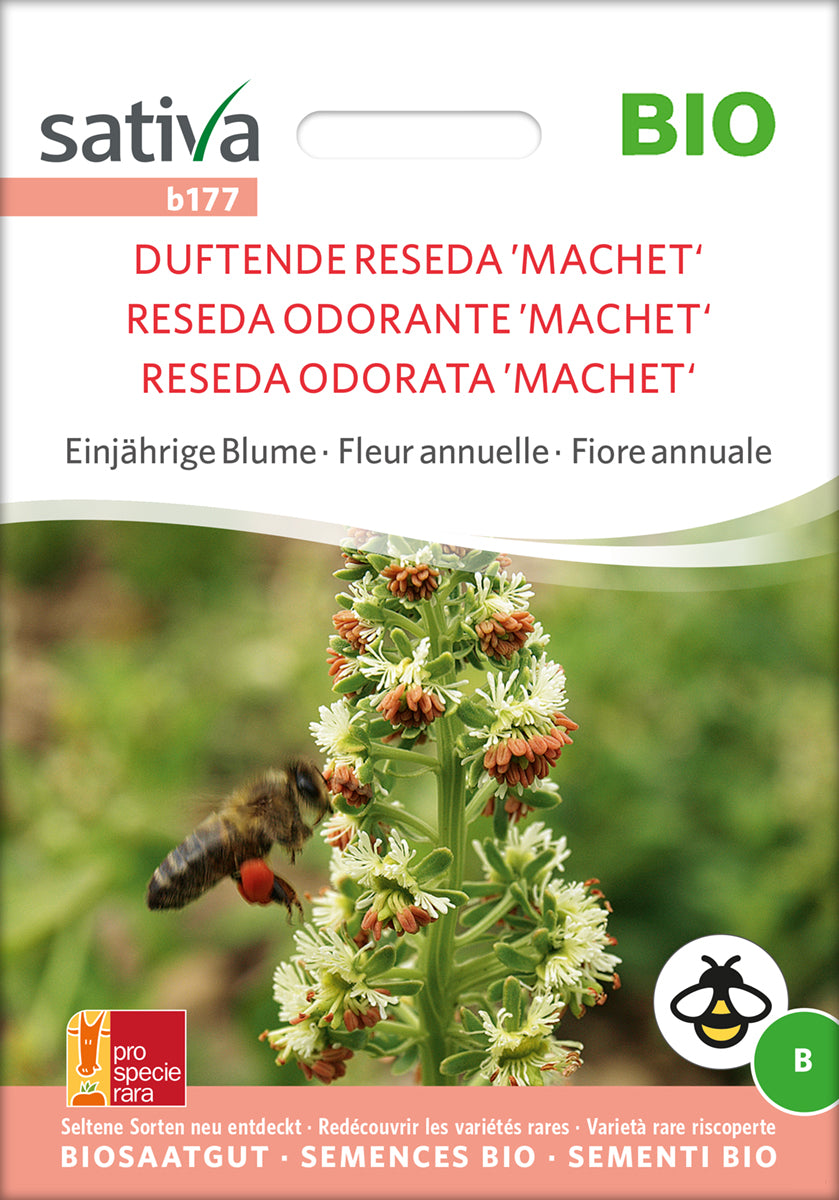 Duftende Reseda - Reseda Odorata - Machet - ØKO