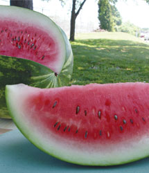 Congo - Vandmelon