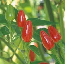 Numex Bailey - C. annuum