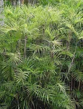 Bamboo Palm - Chamaedorea elegans