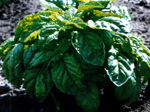 Basilikum - large Leaf (Storbladet) - Ocimum basilicum
