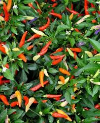 Basket Of Fire - Plante
