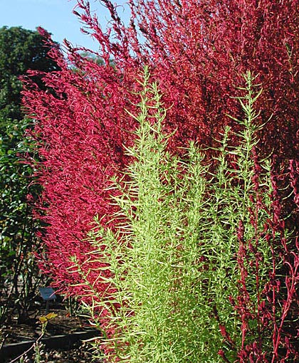 Sommercypress - kochia