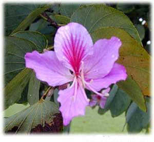 Orkidé træ – Bauhinia purpurea
