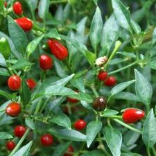 Bird Eye Baby - C. annuum