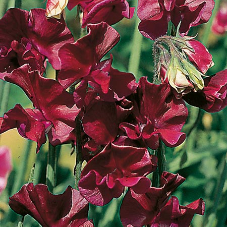 Ærteblomst -  Beaujolais - Lathyrus odorata