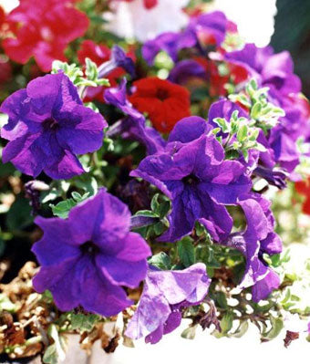 Petunia Festival