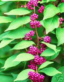 American Beautyberry - Callicarpa dichotoma