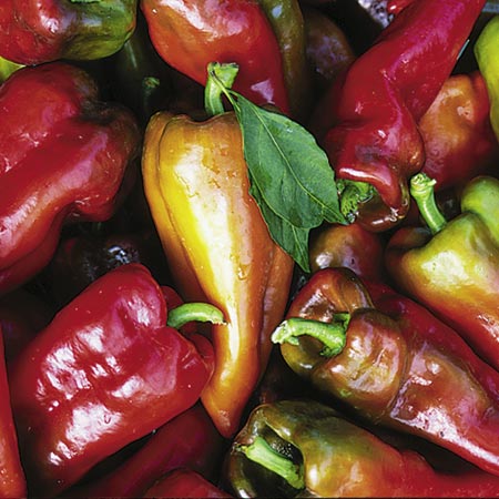 Beaver Dam - Capsicum annuum