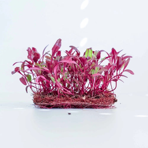 Rødbede 25 gram – Mikrogrønt