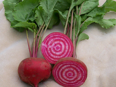 Rødbede - Chioggia - Stribet