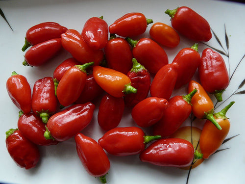 Aji Benito – C. baccatum