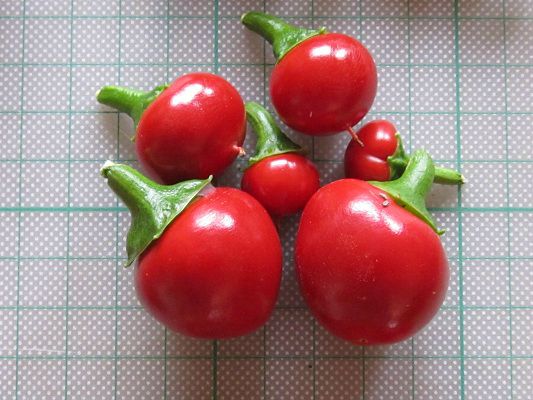 Bessler's Cherry - C. annuum