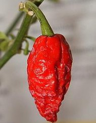 Bhut Jolokia - Plante