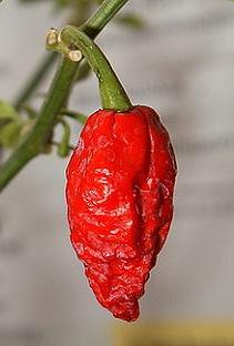 Bhut Jolokia - C. chinense