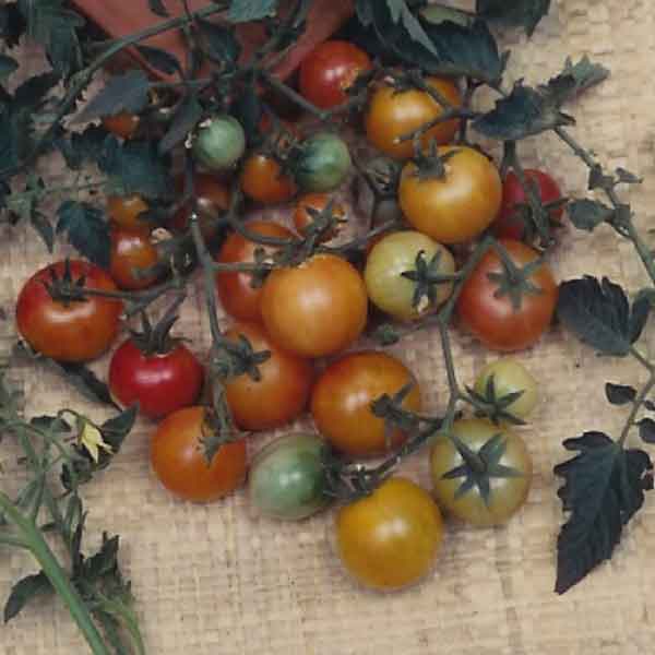 Bi-Color Cherry - Tomat