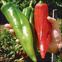 Big Jim C. annuum